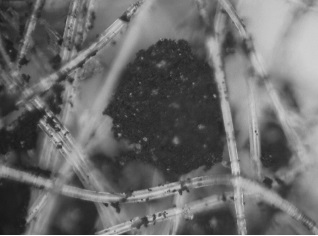 三亿（中国）|反渗透系统污堵清洗剂选择